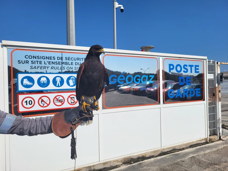 Effarouchage sur le site de Géogaz